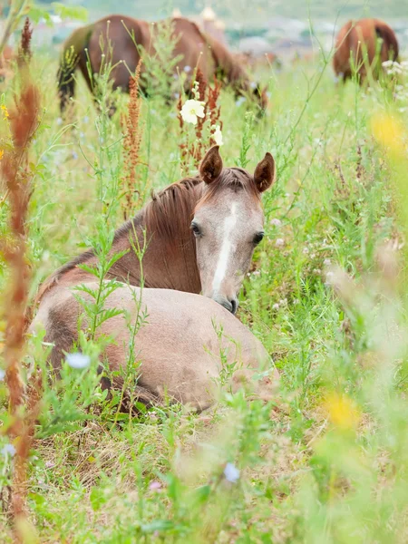 Liggande arabian föl i ängen — Stockfoto