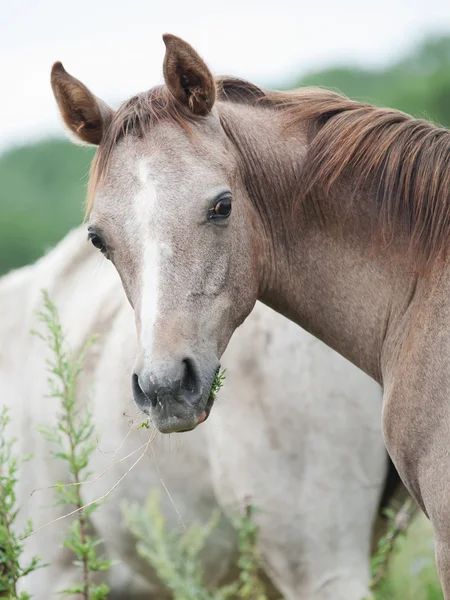 フィールドにアラビアの馬の portriat. — ストック写真