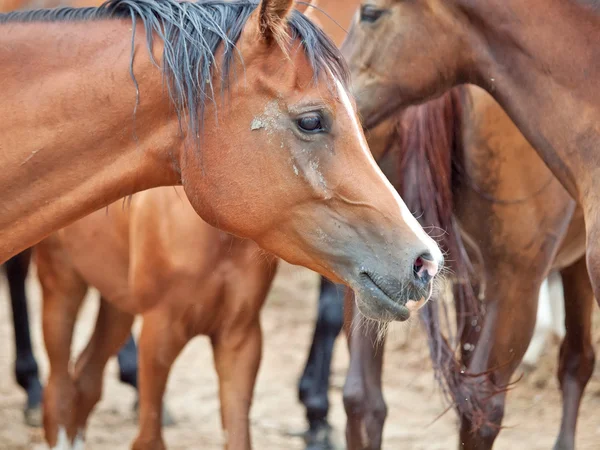 Portrait of bay arabian mare at herd background. cloudy day — Stock Photo, Image