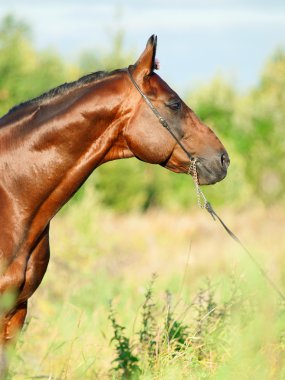 güzel defne sportif aygır çayırda portresi.