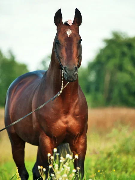 Beautiful bay sportive stallion — Stock Photo, Image