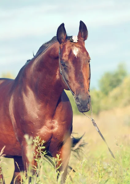 Porträtt av underbara bukten sportig hingst på ängen. — Stockfoto