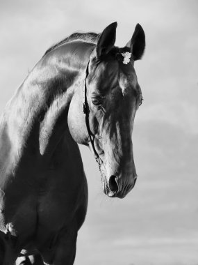 güzel güzel sportif aygır portresi.