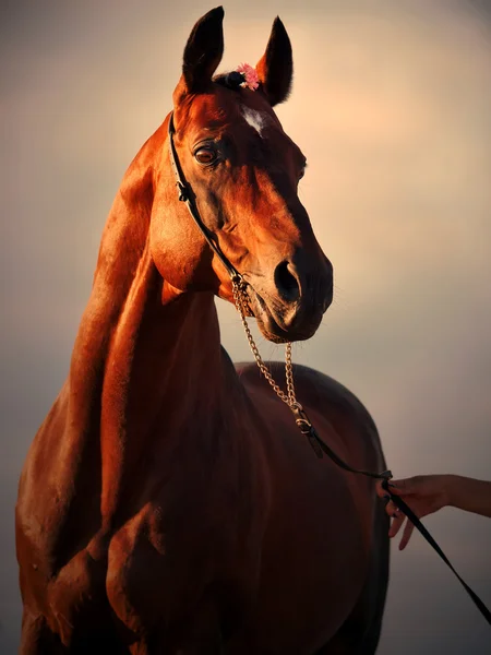 Porträtt av underbara Bay sportiva hingst — Stockfoto