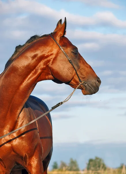Portrait of wonderful bay sportive stallion in the meadow. — Stock Photo, Image
