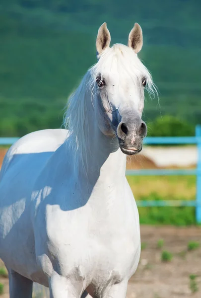 Portrait of white arabian stallion — Stock Photo, Image