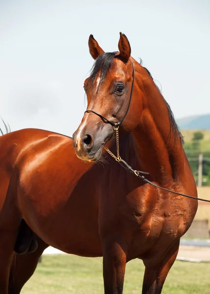 Beautiful bay arabian stallion — Stock Photo, Image