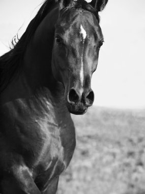 güzel Arap portre. yakın çekim