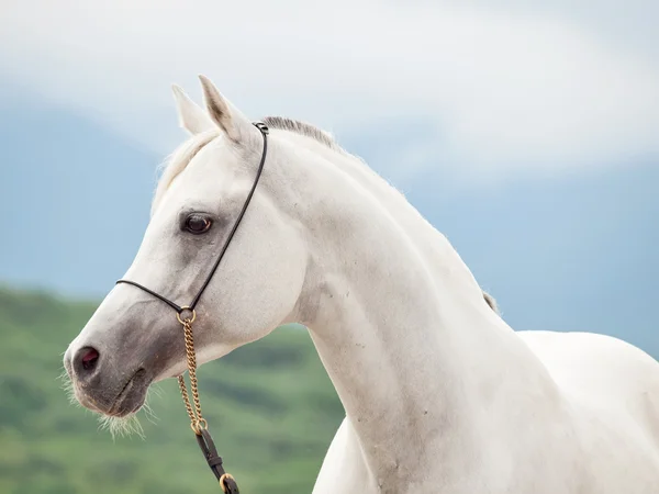 Porträtt av vit arabisk hingst — Stockfoto