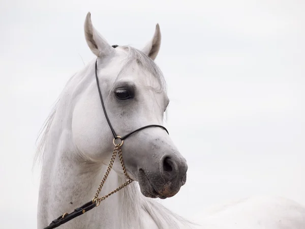 Portrait of white arabian stallion at cloudy background — Stock Photo, Image