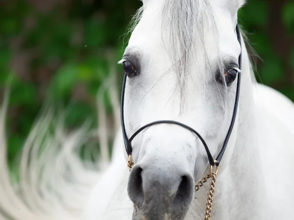 Ritratto di stallone arabo bianco. vicino — Foto Stock