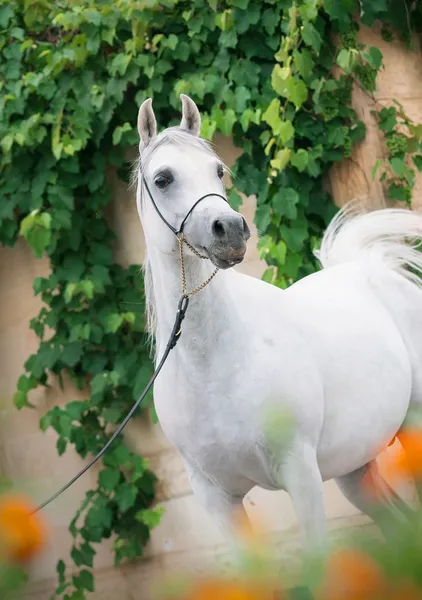 Stupefacente stallone arabo bianco . — Foto Stock