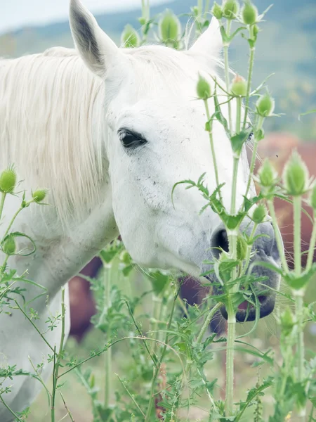 Portrait of white arabian mares at the pasture — Stock Photo, Image