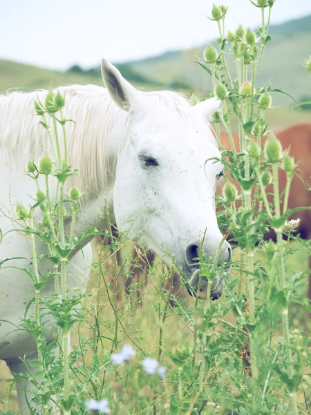 White arabian mares at the pasture — Stock Photo, Image