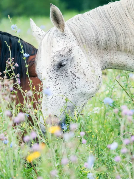 純血種のスペックル - グレー アラビア馬を牧草地 — ストック写真