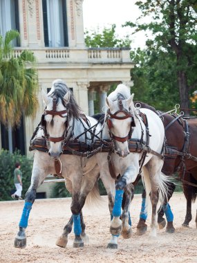 beautiful breed carriage horses in Andalusia, Spain clipart