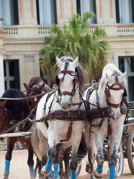 beautiful breed horses in Andalusia, Spain