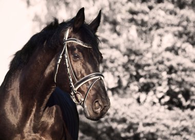 güzel siyah aygır portre