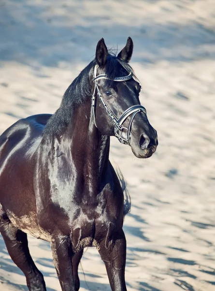 Portrait of Beautiful black stallion in the desert — Stock Photo, Image