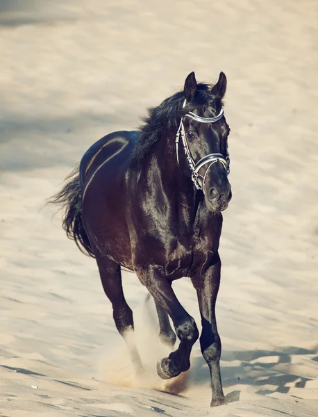 Бегущий красивый черный жеребец в пустыне — стоковое фото