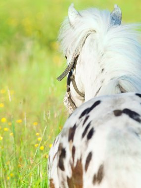 Mini appaloosa midilli arazide