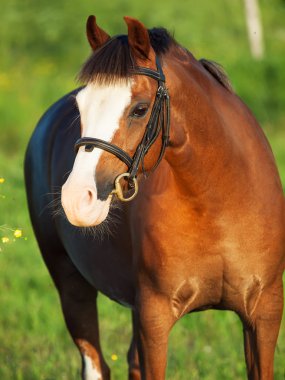 kuzukulağı portresi Galce midilli