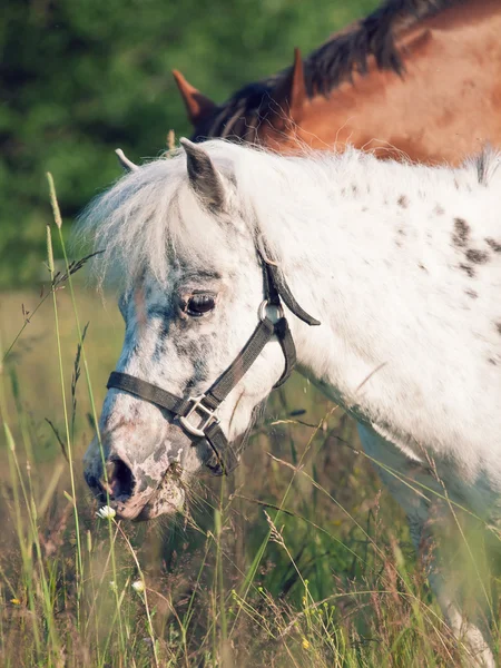 Portrait of mini appaloosa pony in the pasture — Stock Photo, Image