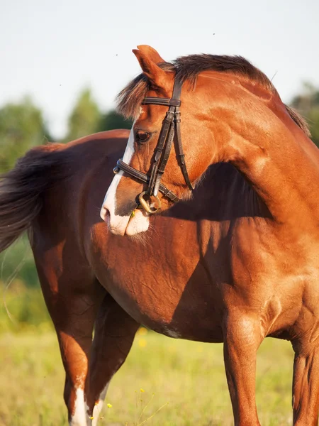 Velšský pony v louce — Stock fotografie