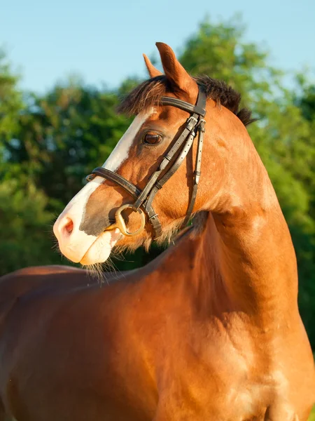 Portrait of sorrel welsh pony — Stock Photo, Image