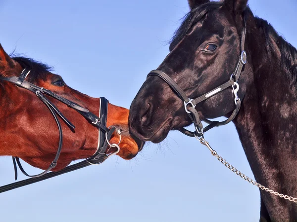 Pareja de caballos en fondo azul — Foto de Stock