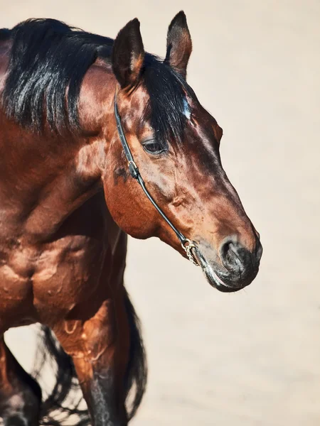 Portrait of brown stallion in the desert — Stock Photo, Image