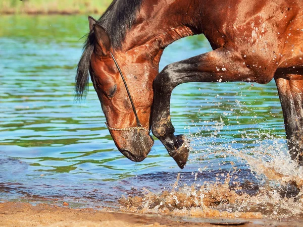 Portrét rozstřikování zálivu kůň — Stock fotografie