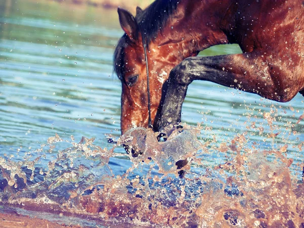 Retrato de salpicando cavalo baía. Foco nas gotas — Fotografia de Stock