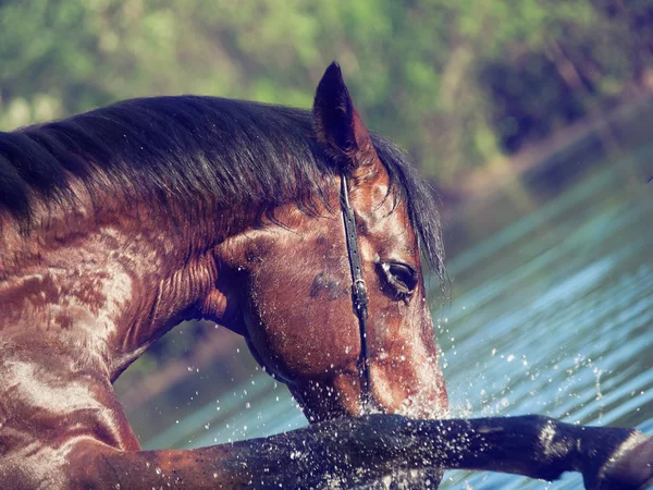 Retrato de jogar cavalo baía no lago . — Fotografia de Stock