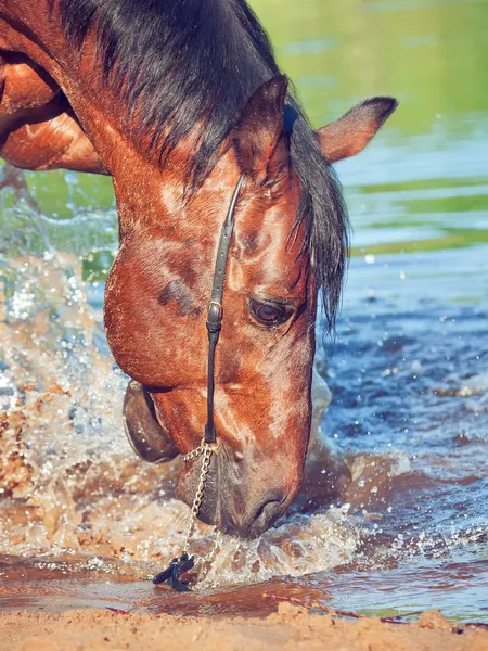 Retrato de jugar al caballo de la bahía en el lago. de cerca — Foto de Stock