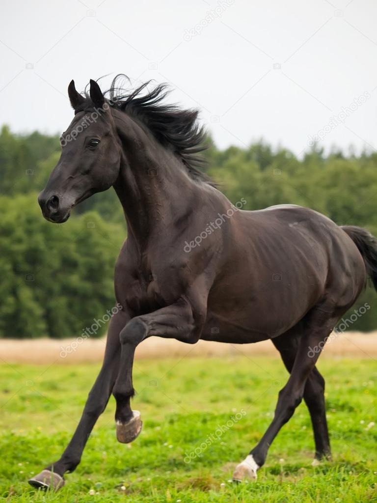 Galloping beautiful black stallion in the meadow