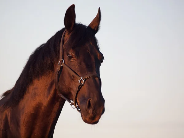 Beautiful black stallion portrait — Stock Photo, Image