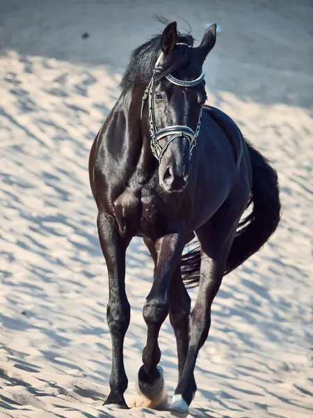 Caminando hermoso semental negro en el desierto — Foto de Stock