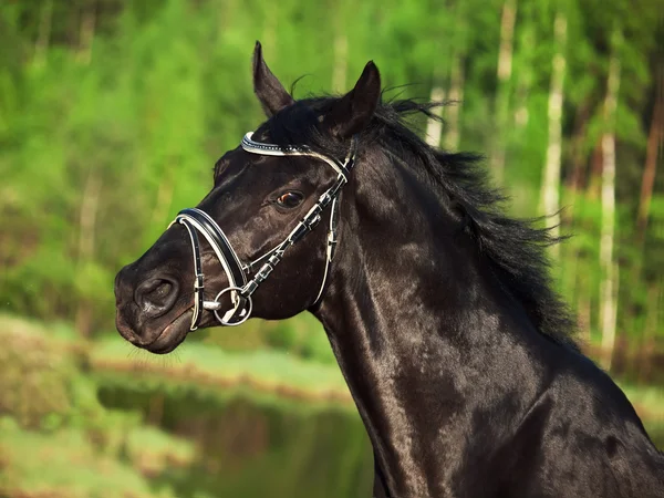 Retrato de belo cavalo preto — Fotografia de Stock