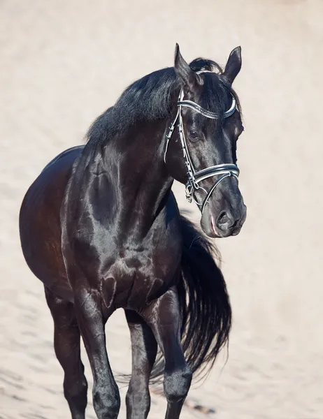 Walking beautiful black stallion in the desert — Stock Photo, Image