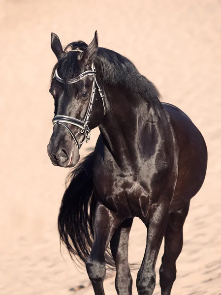 Walking beautiful black stallion in the desert — Stock Photo, Image