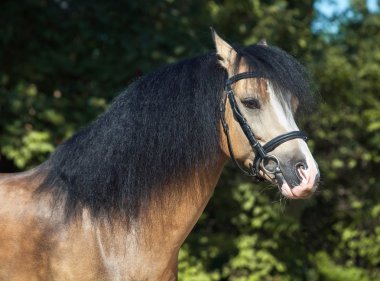 Buckskin Galler midillisi portresi
