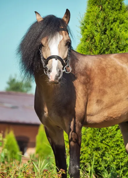 Wunderschönes Buckleder-Walisisches Pony — Stockfoto