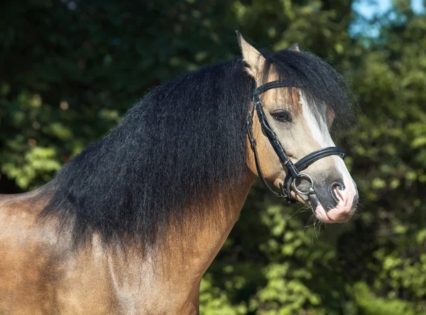 Buckskin walesi póni portréja — Stock Fotó