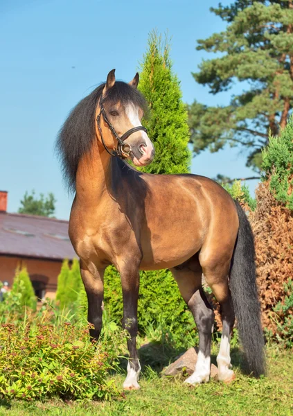 Garanhão de pônei galês bonito buckskin — Fotografia de Stock