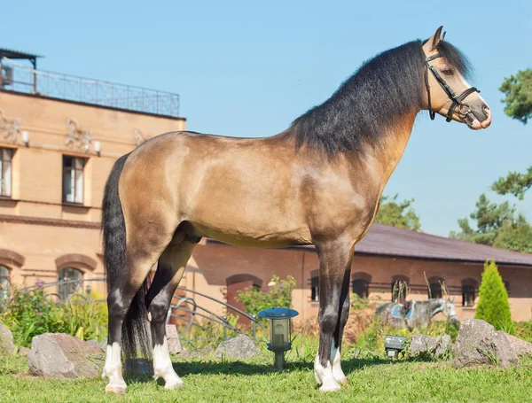 美しいバックスキン ウェールズのポニー種牡馬 — ストック写真