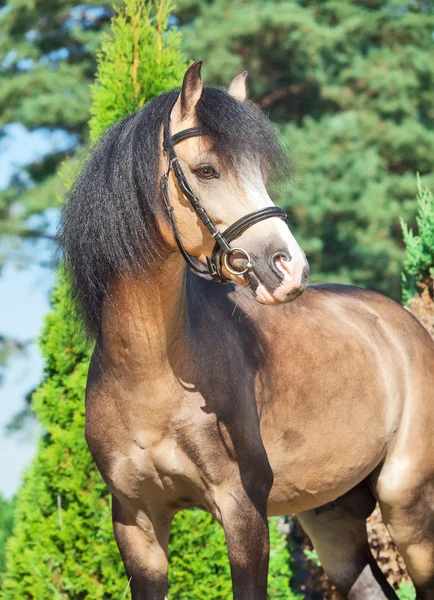 Garanhão de pônei galês bonito buckskin — Fotografia de Stock