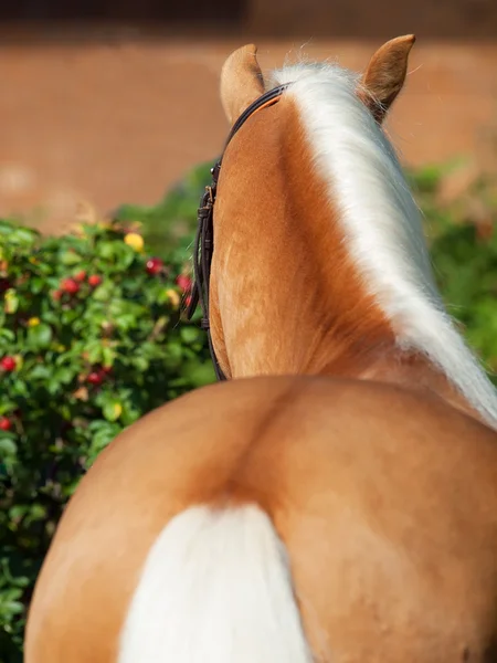 Palomino welsh pony — Stockfoto