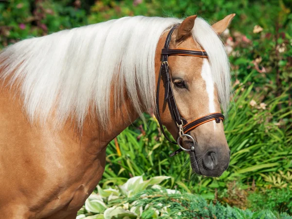 Портрет паломино валлийского пони — стоковое фото