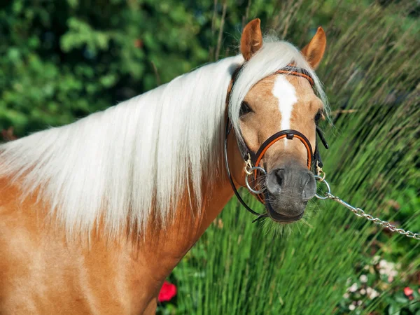 Portrait de poney gallois palomino — Photo